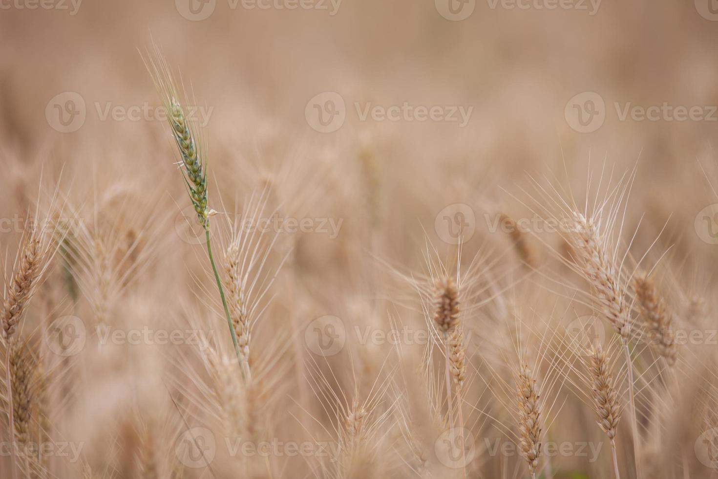 champ de ferme d'orge photo