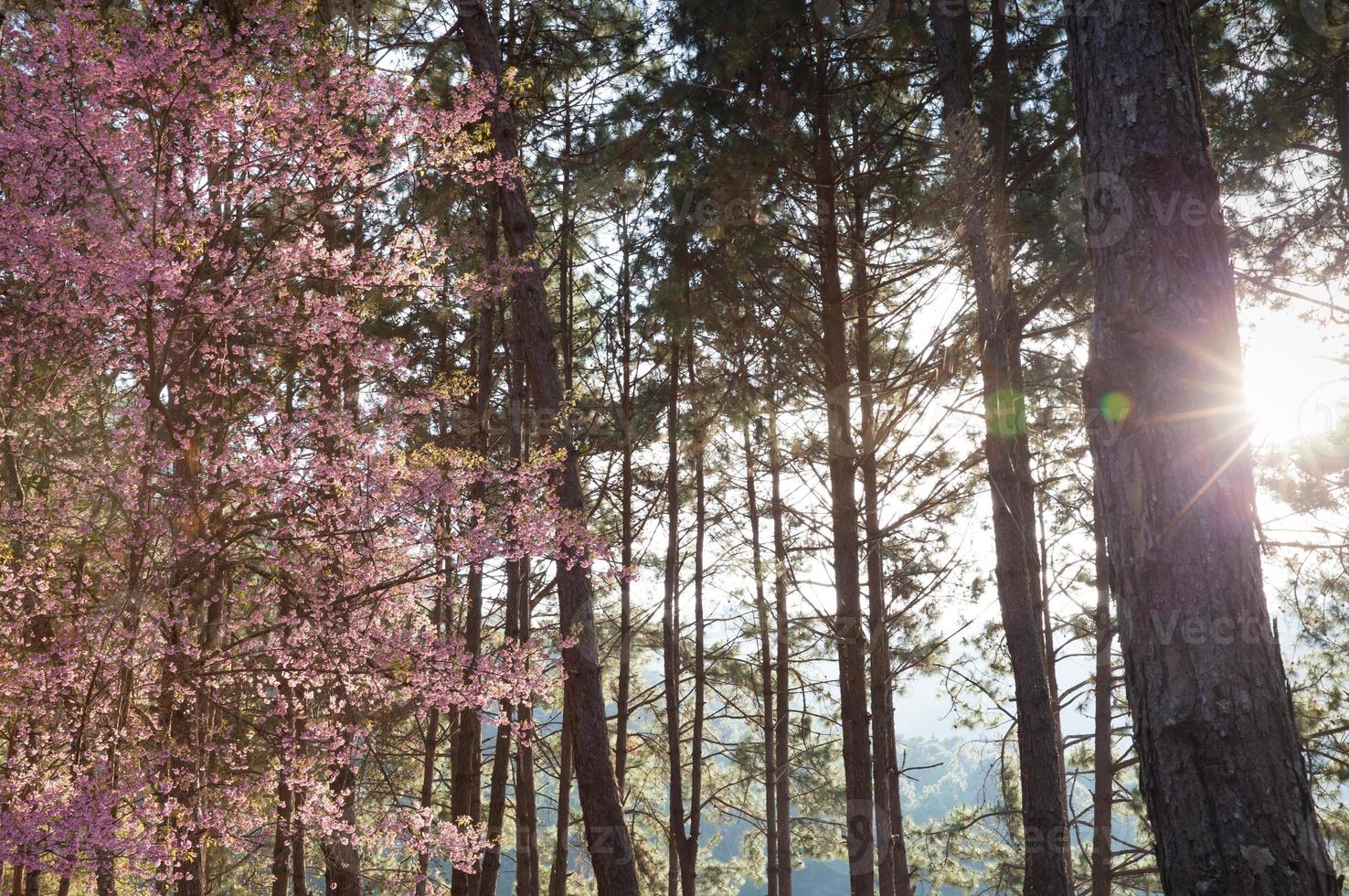 soleil sur les arbres photo