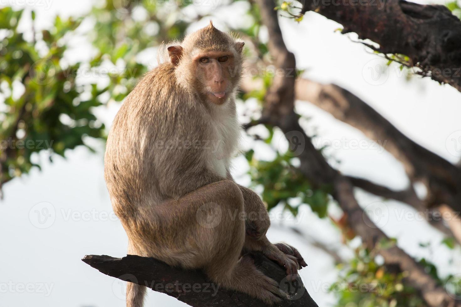 singe assis sur une branche photo