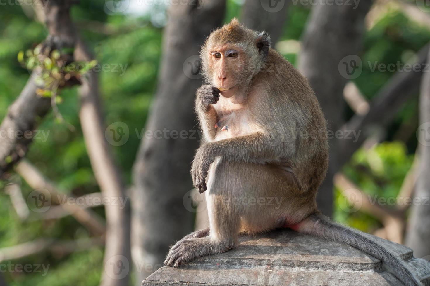 singe sur un pilier photo