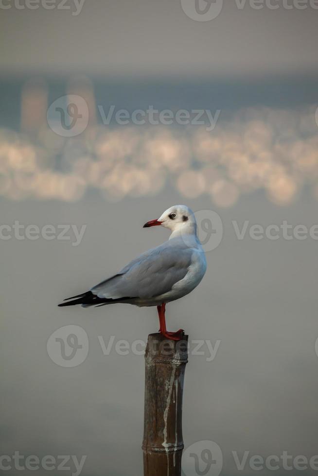 mouette debout sur un poteau photo