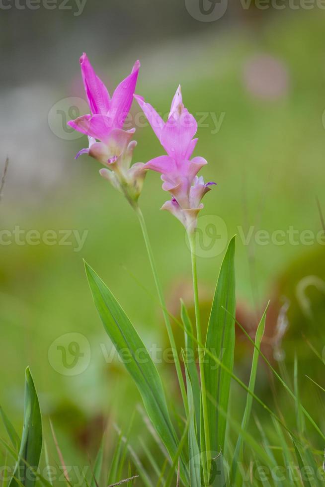 gros plan, de, fleurs roses photo