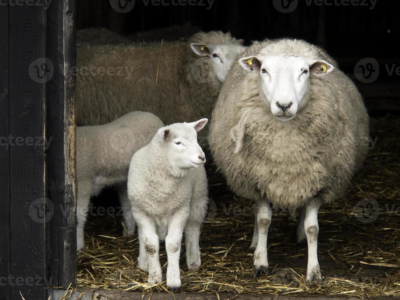 moutons en westphalie photo