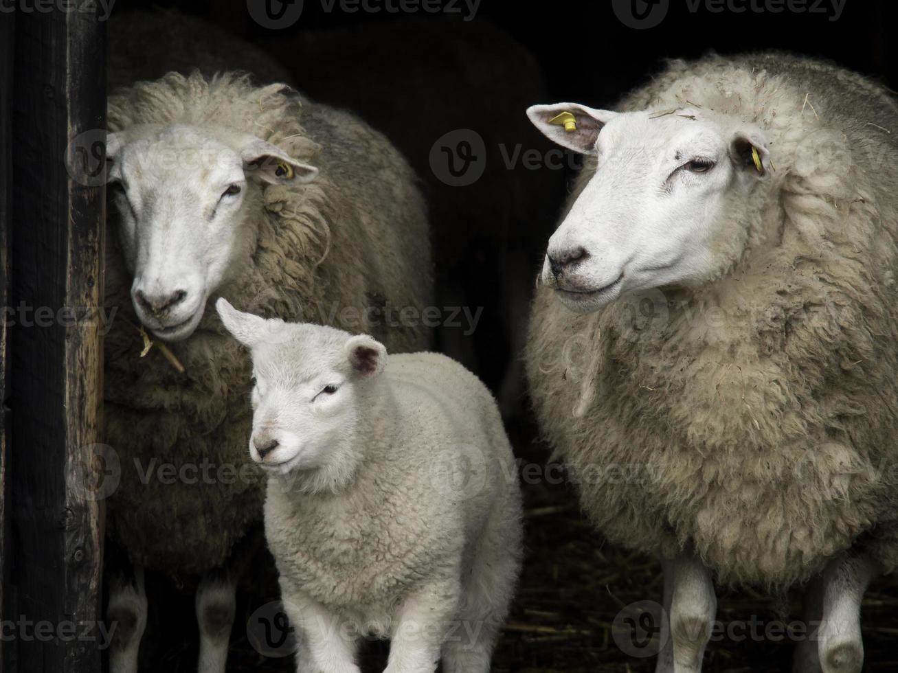 moutons en westphalie photo