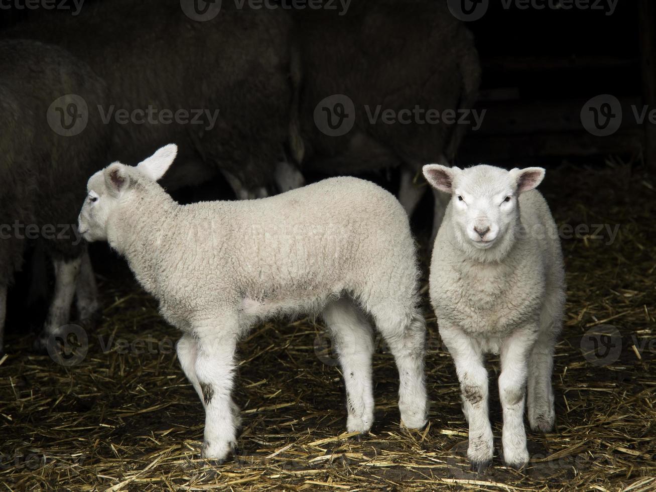 moutons en westphalie photo