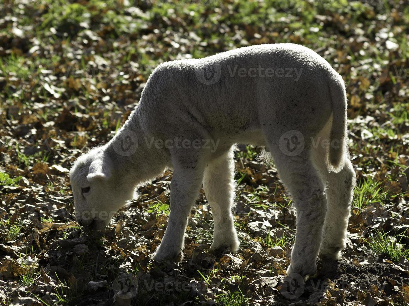 moutons en westphalie photo