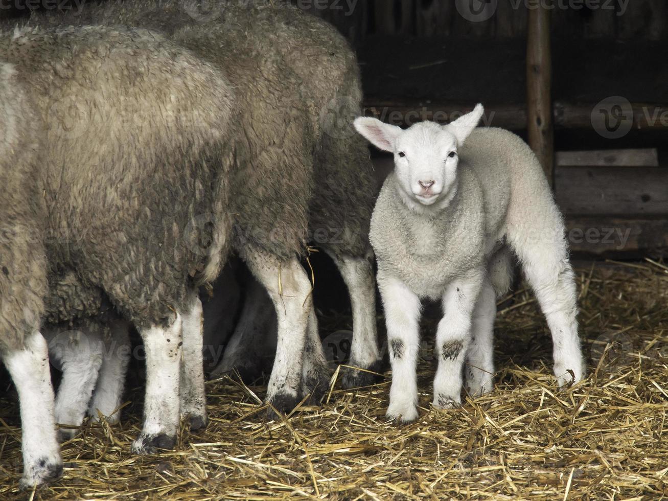 moutons sur un champ en allemagne photo