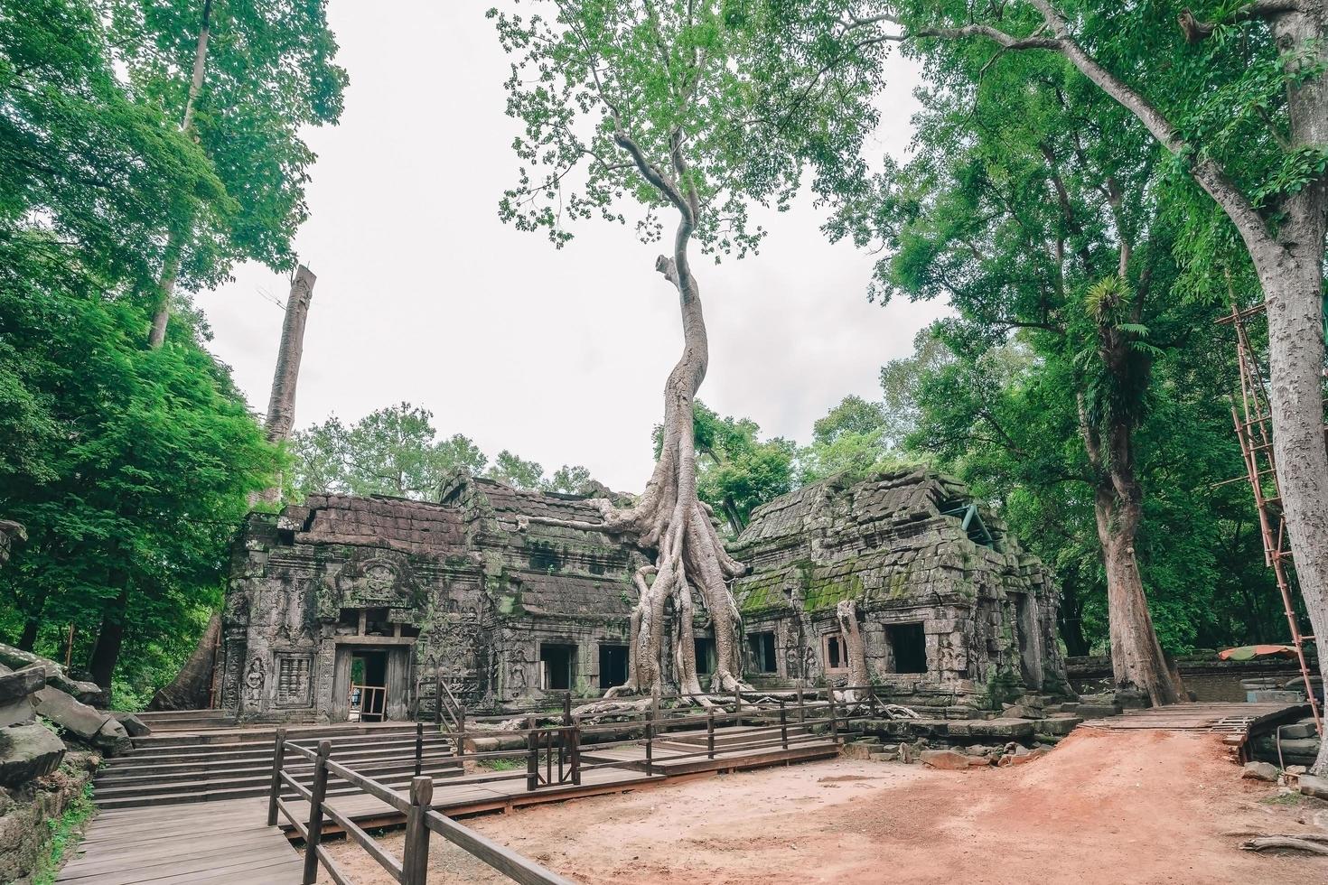 Temple Ta Prohm envahi par les arbres à Angkor, Siem Reap, Cambodge photo