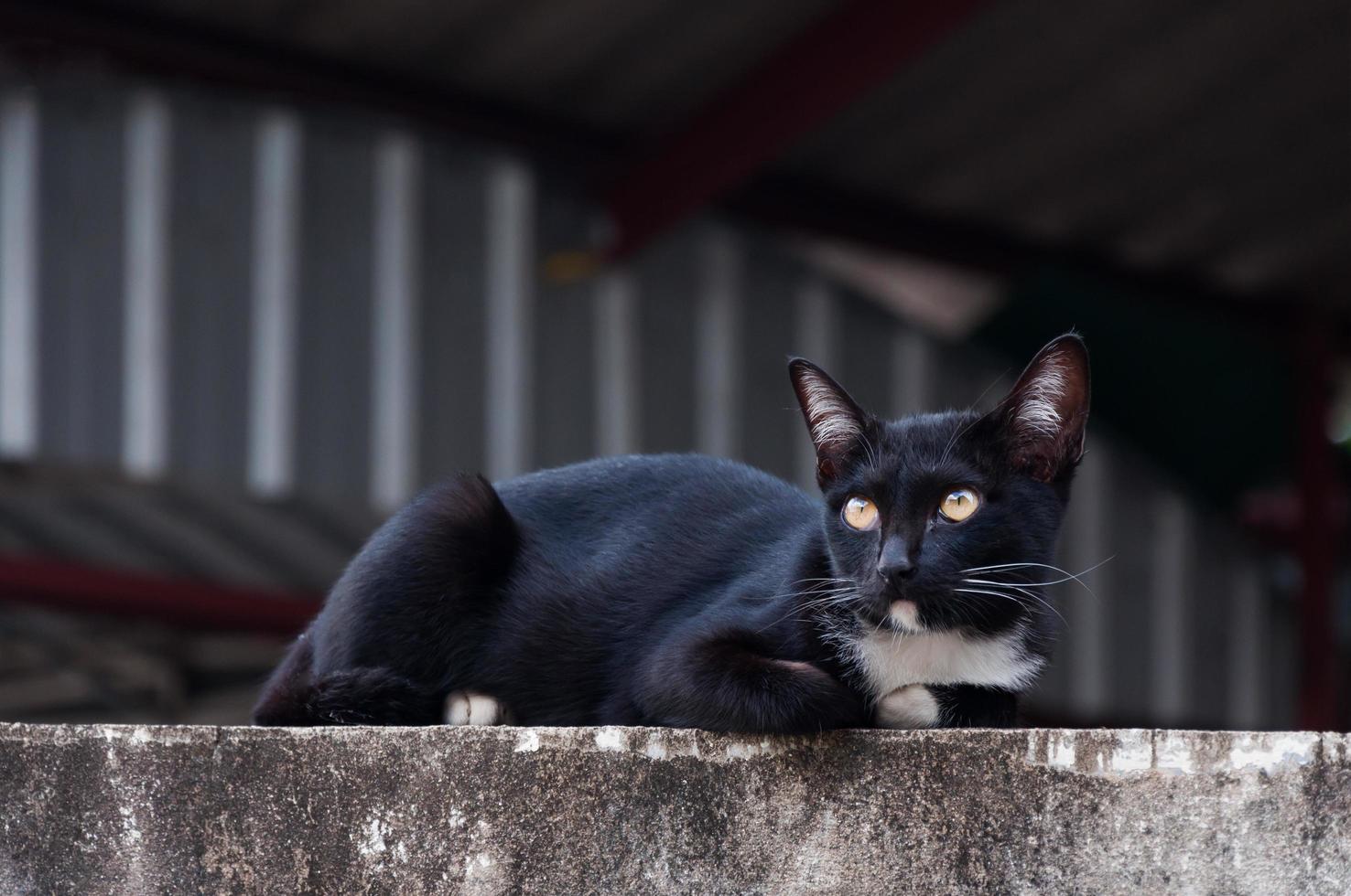 Jeune chat de une noir Couleur sur clôture ,animal portrait noir chaton photo