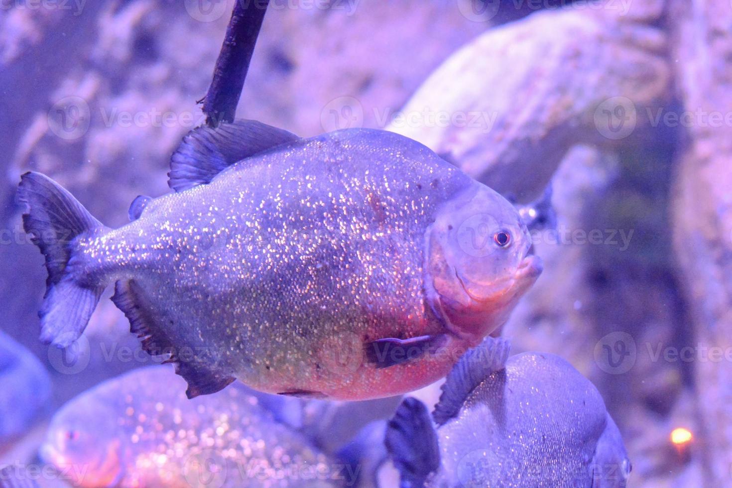 piranha dans le l'eau photo
