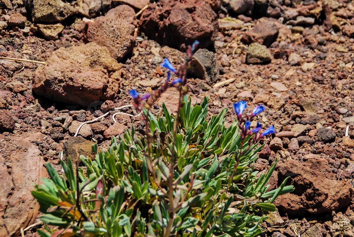 petit fleur sur le sol photo