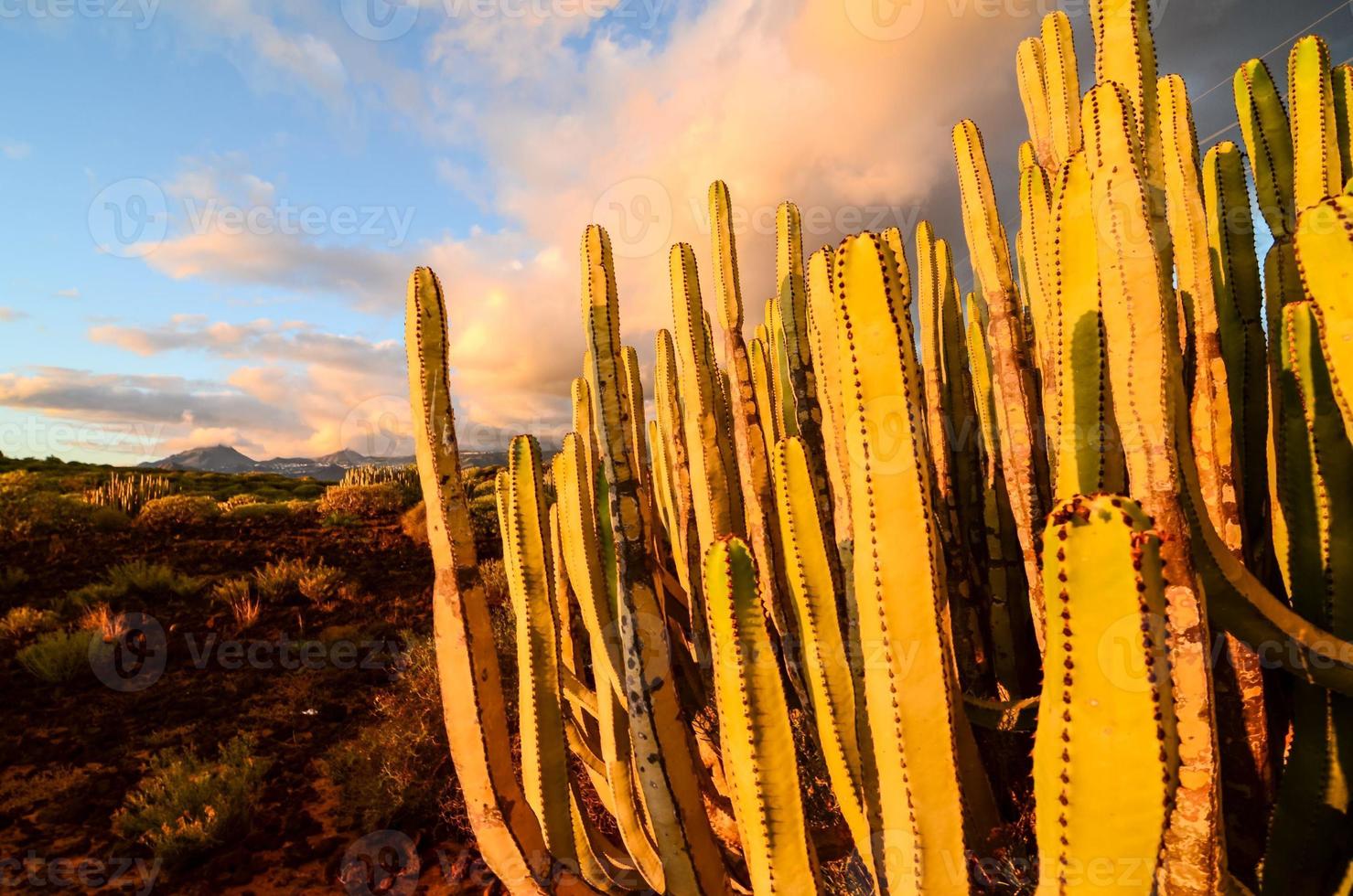 cactus au coucher du soleil photo