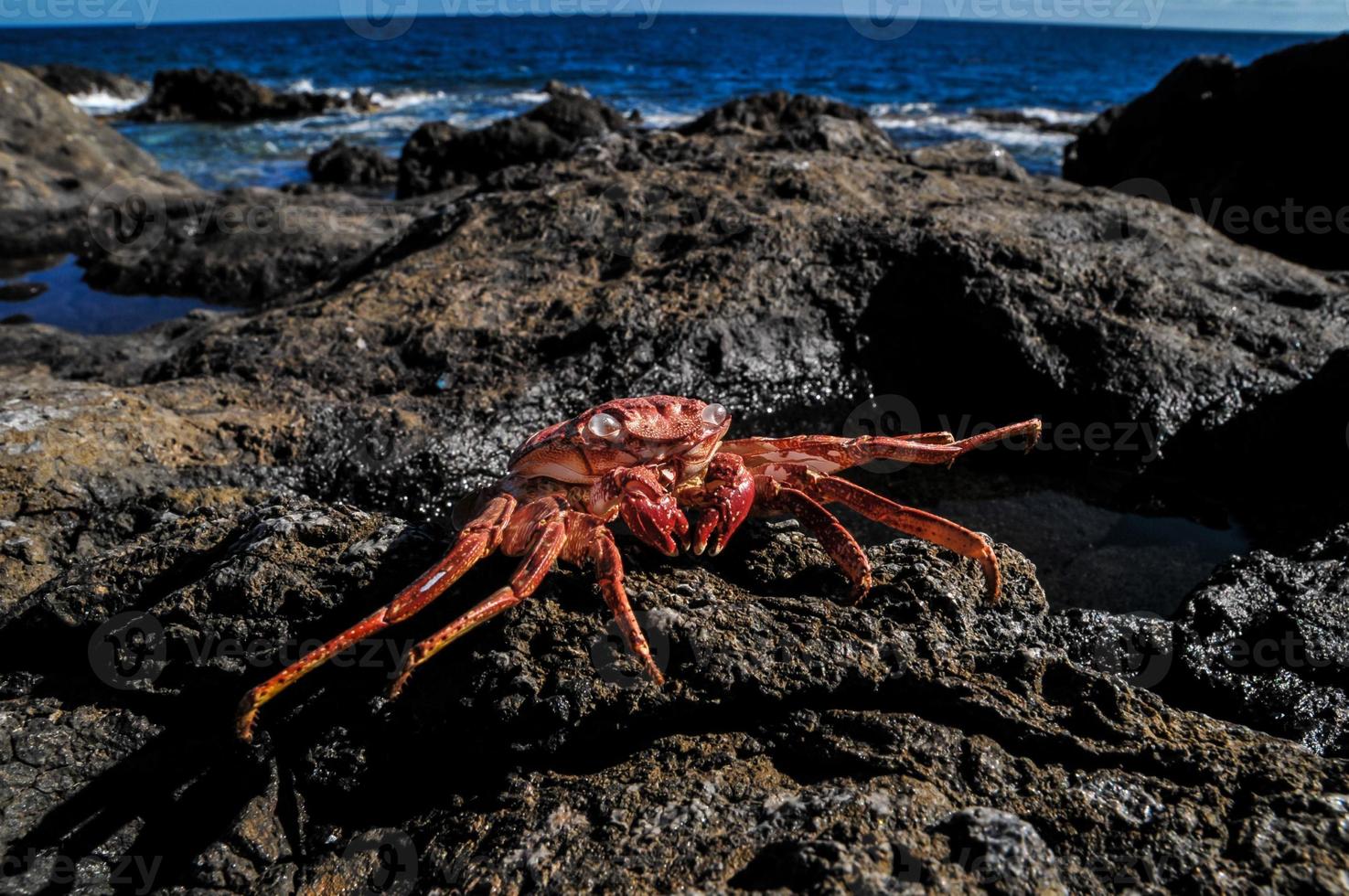 Crabe sur le rive photo
