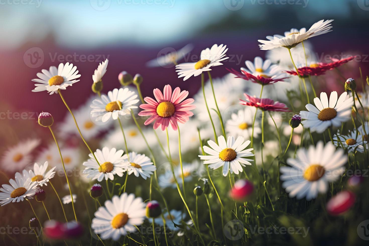 Prairie avec beaucoup de blanc et rose printemps Marguerite fleurs dans ensoleillé journée photo