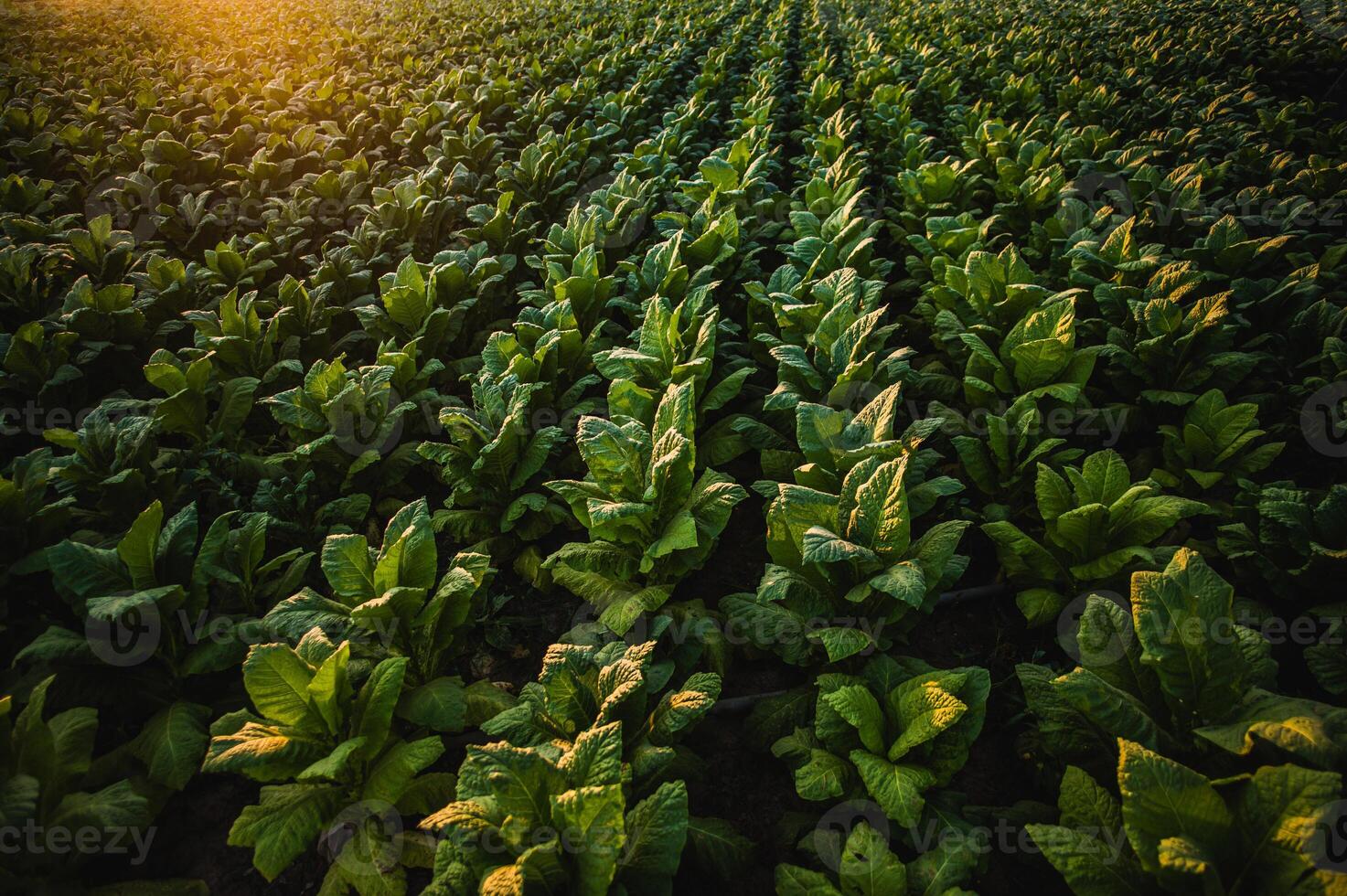 paysage de le tabac plantation avec lumière du soleil sur le coucher du soleil temps photo