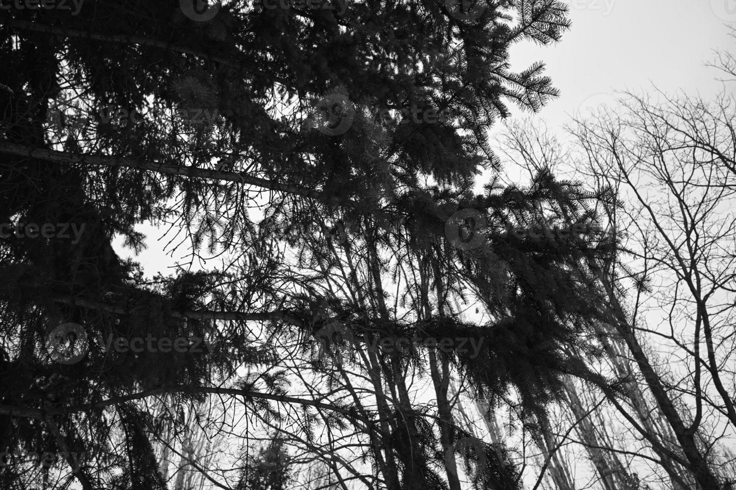 hiver couvert de neige Noël scène avec une pin arbre. épicéa grand branches couvert avec gel. calme flou Contexte de hiver temps avec flocons de neige. photo