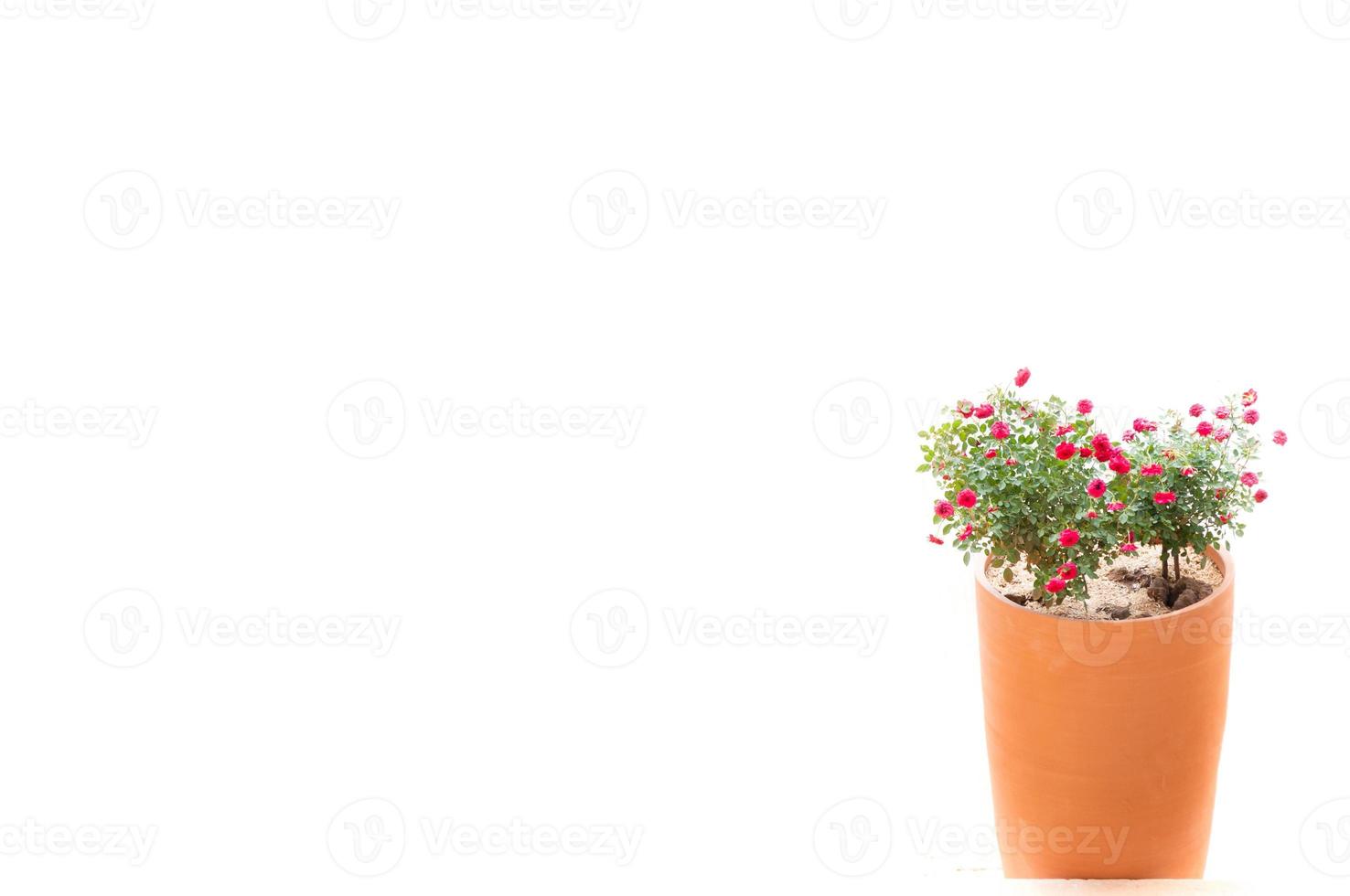 fleur rouge des roses dans argile pot sur une blanc Contexte photo