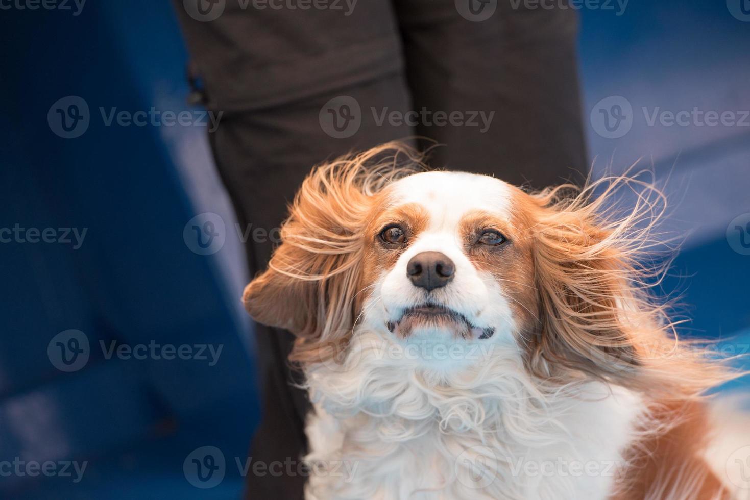 chevalier Roi chien portrait dans le vent photo