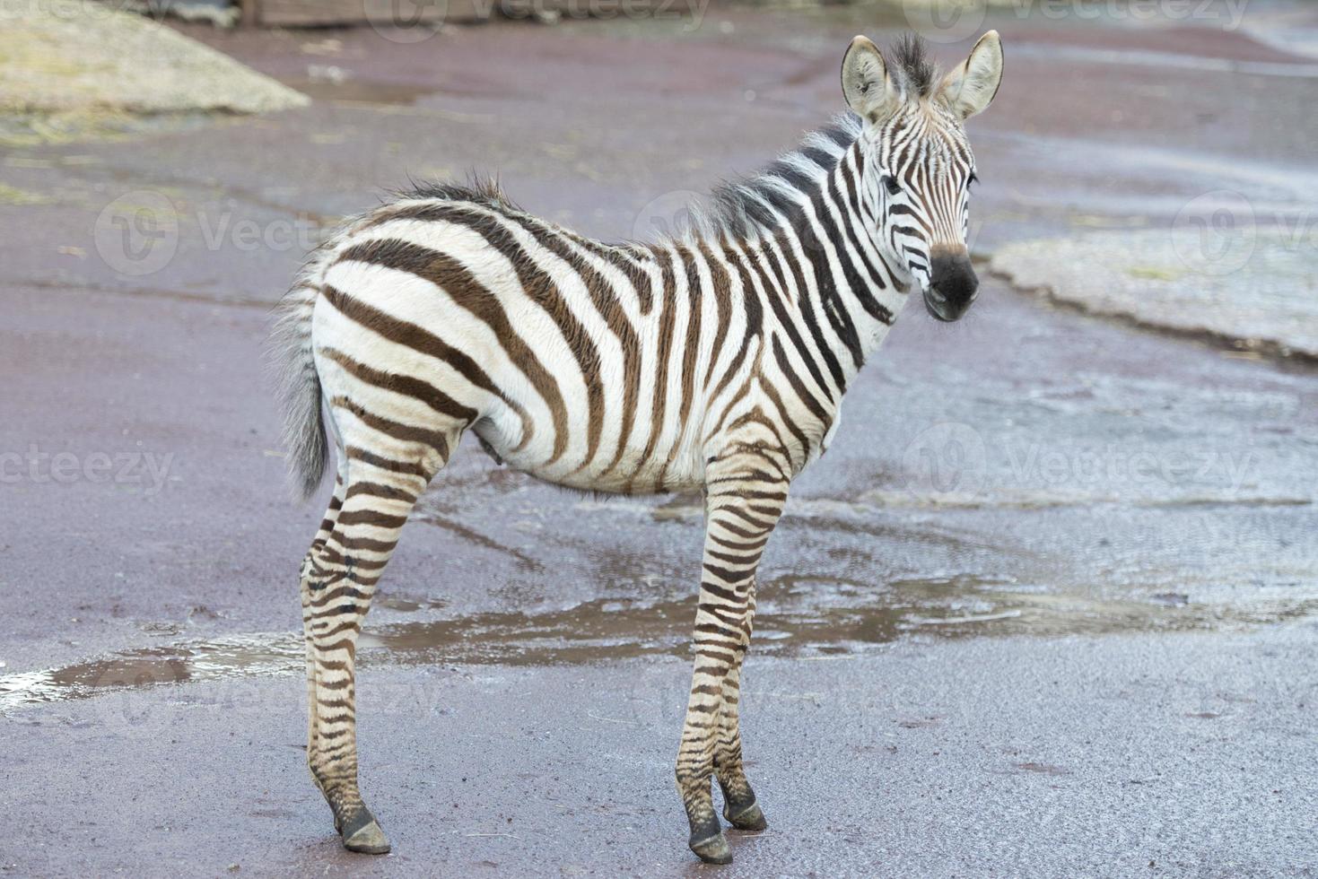 Jeune zèbre chiot photo