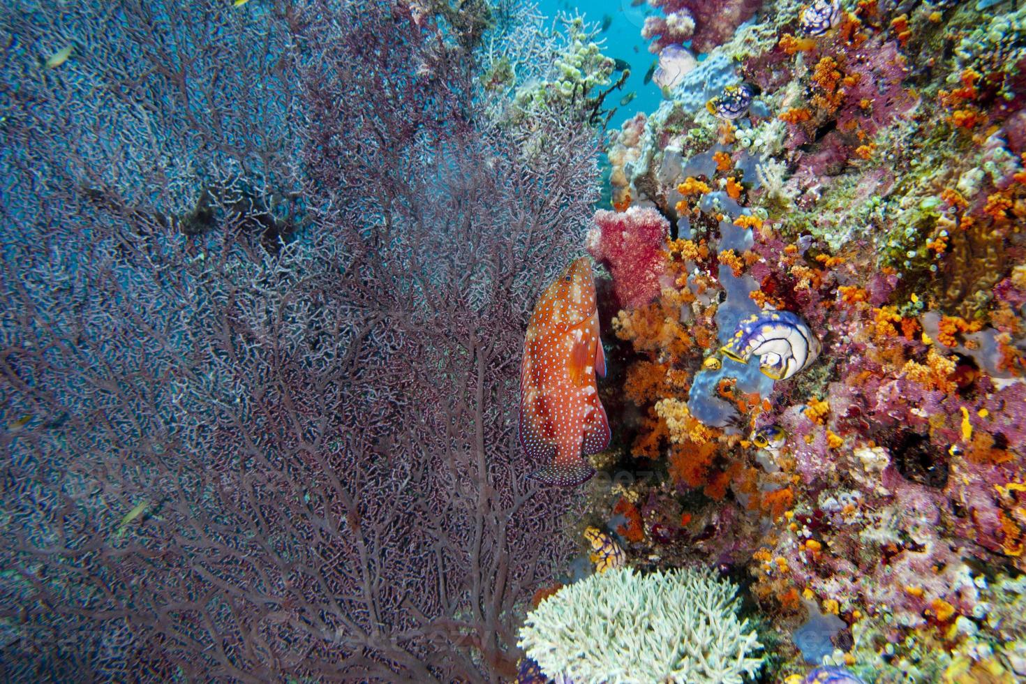 récif de paysage sous-marin coloré de raja ampat papouasie photo