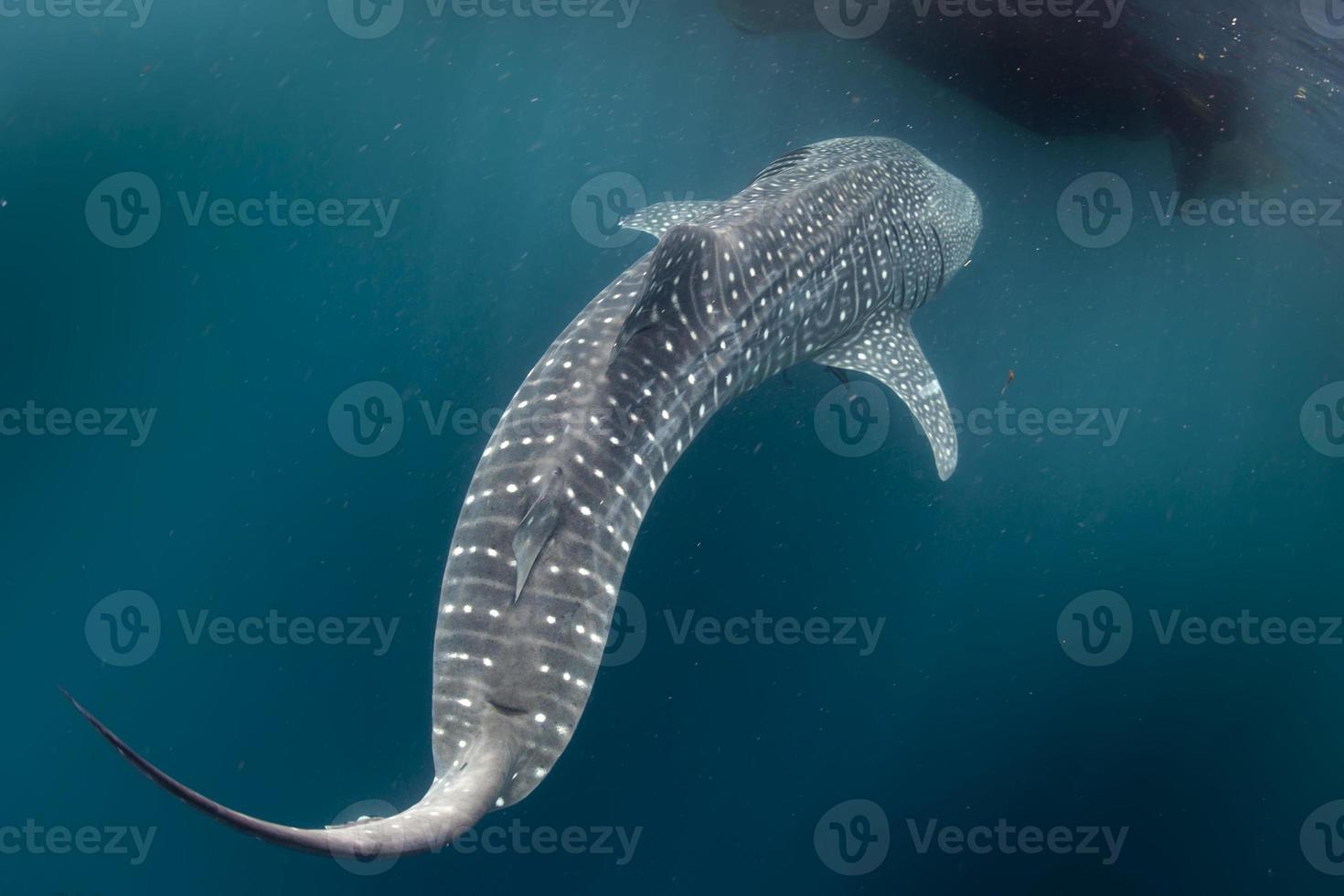 requin baleine gros plan portrait sous l'eau photo