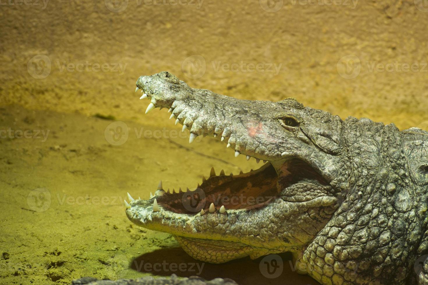 gueule de crocodile grande ouverte photo