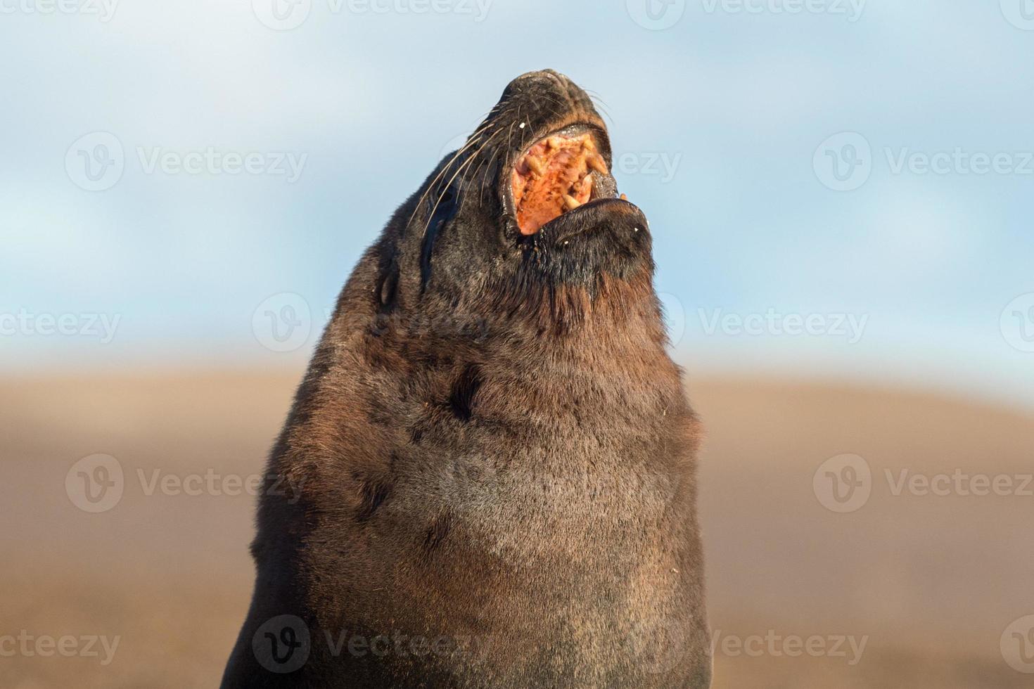 portrait de phoque de lion de mer mâle sur la plage photo