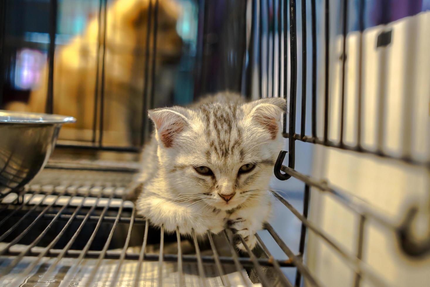 chatons dans le animal de compagnie magasin. photo