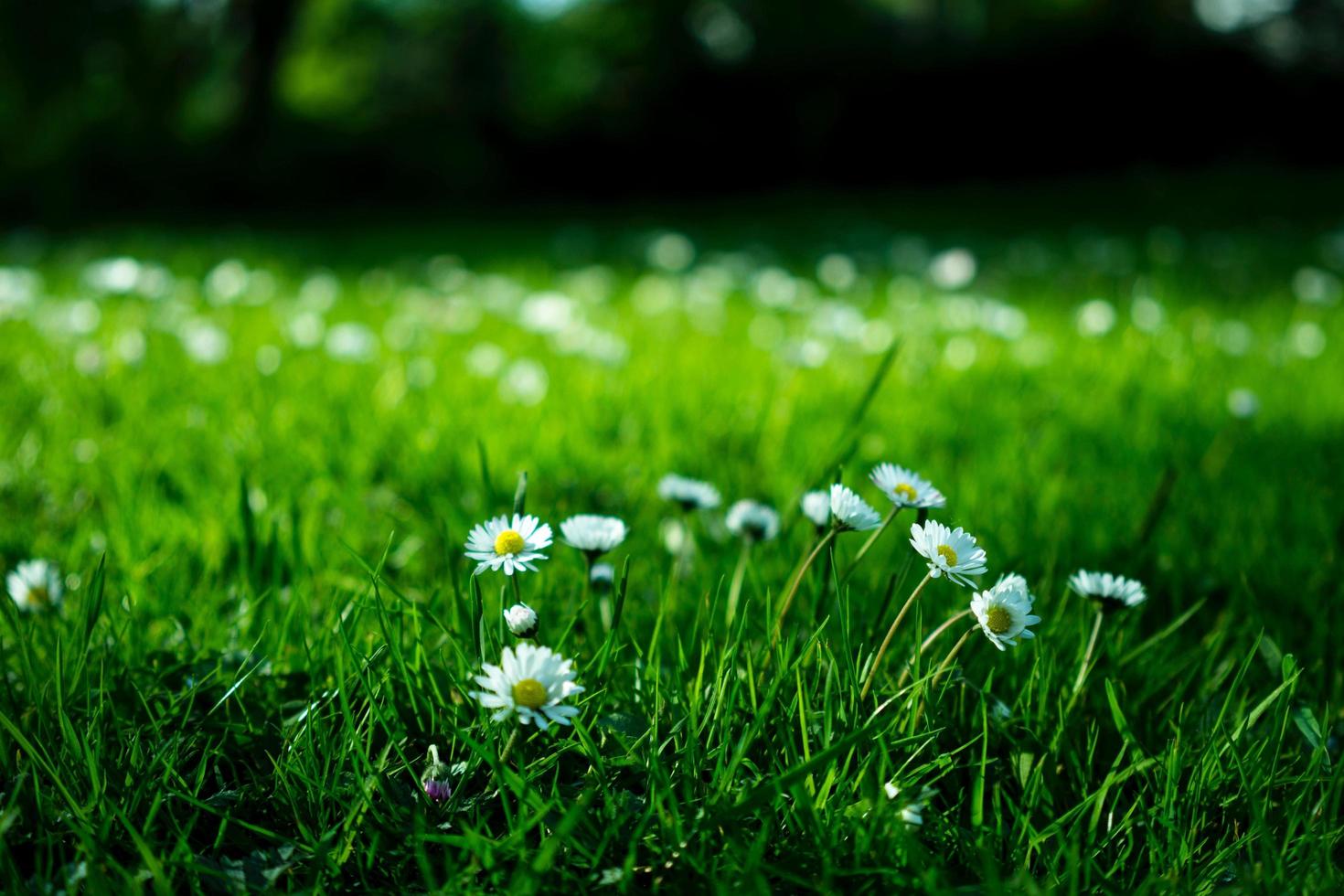 blanc Marguerite sur herbe champ photo