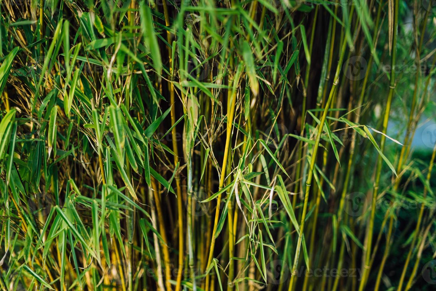 bambou dans une chinois jardin à printemps, dans Allemagne photo