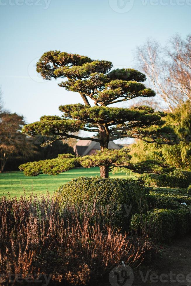 pinus se contorsionner dans une chinois jardin photo