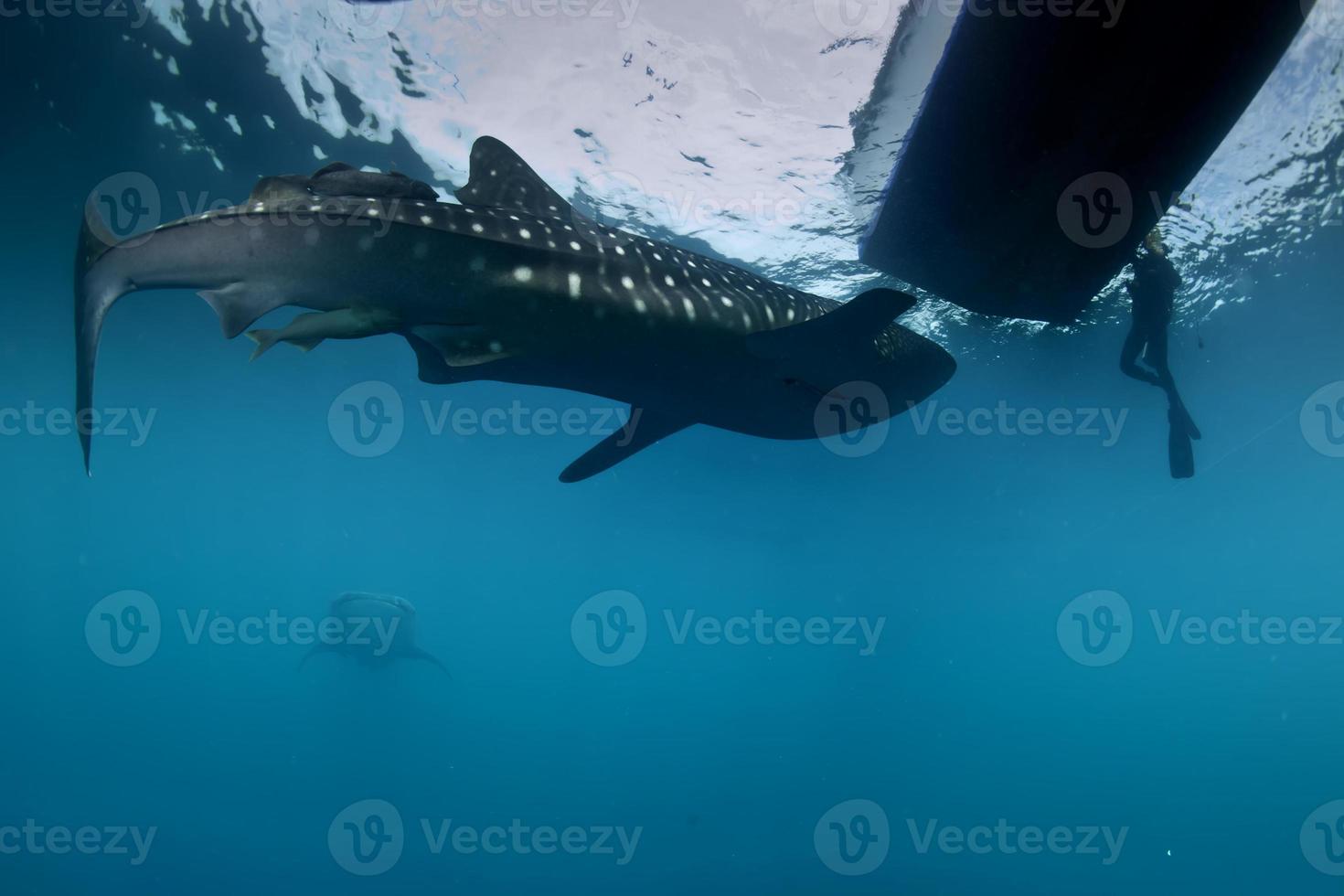 Requin-baleine sous l'approche d'un plongeur sous un bateau dans la mer d'un bleu profond photo