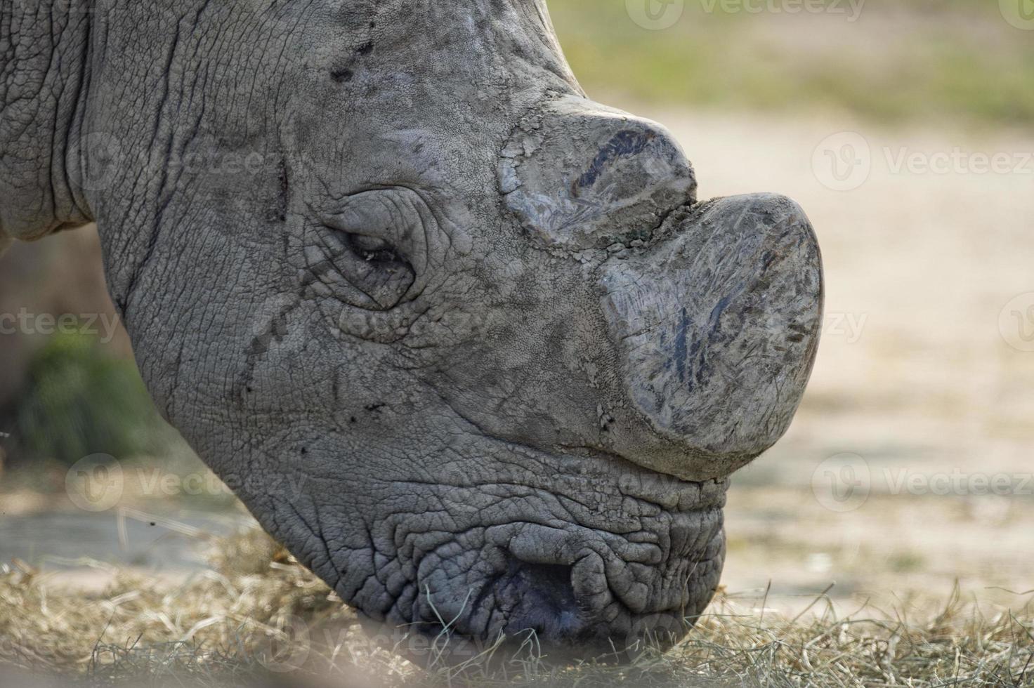 portrait de rhinocéros blanc photo