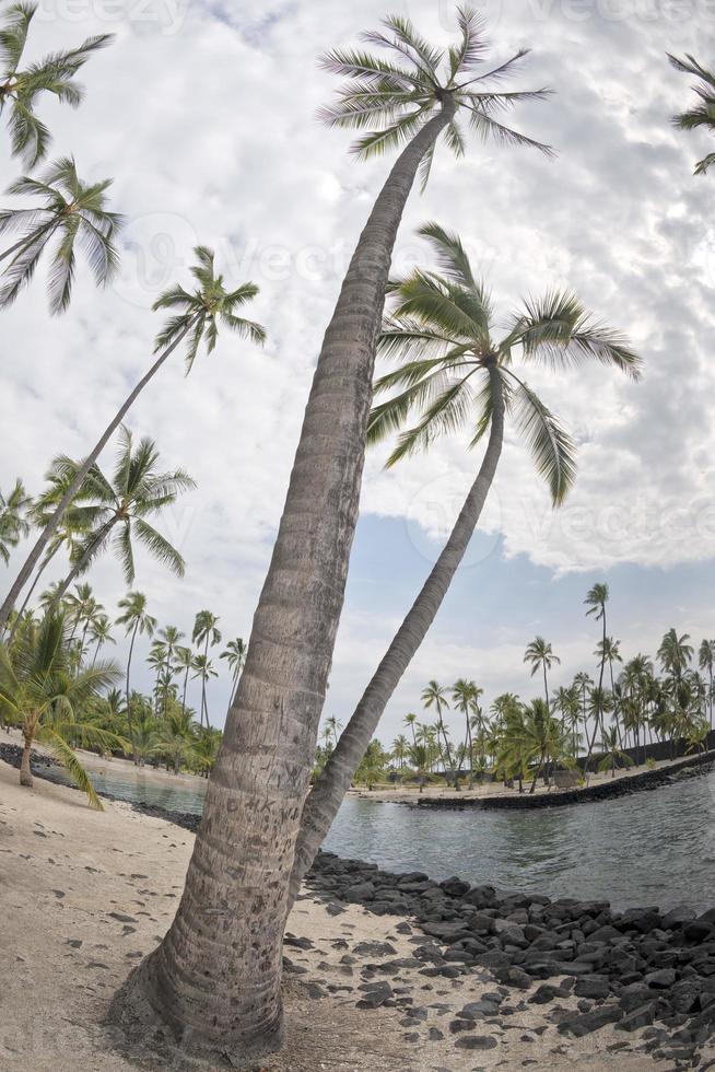 noix de coco paume arbre sur tropical blanc le sable plage photo