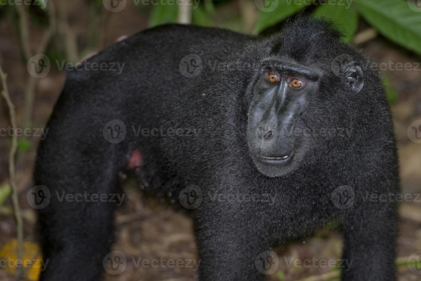 macaque noir à crête tout en vous regardant dans la forêt photo