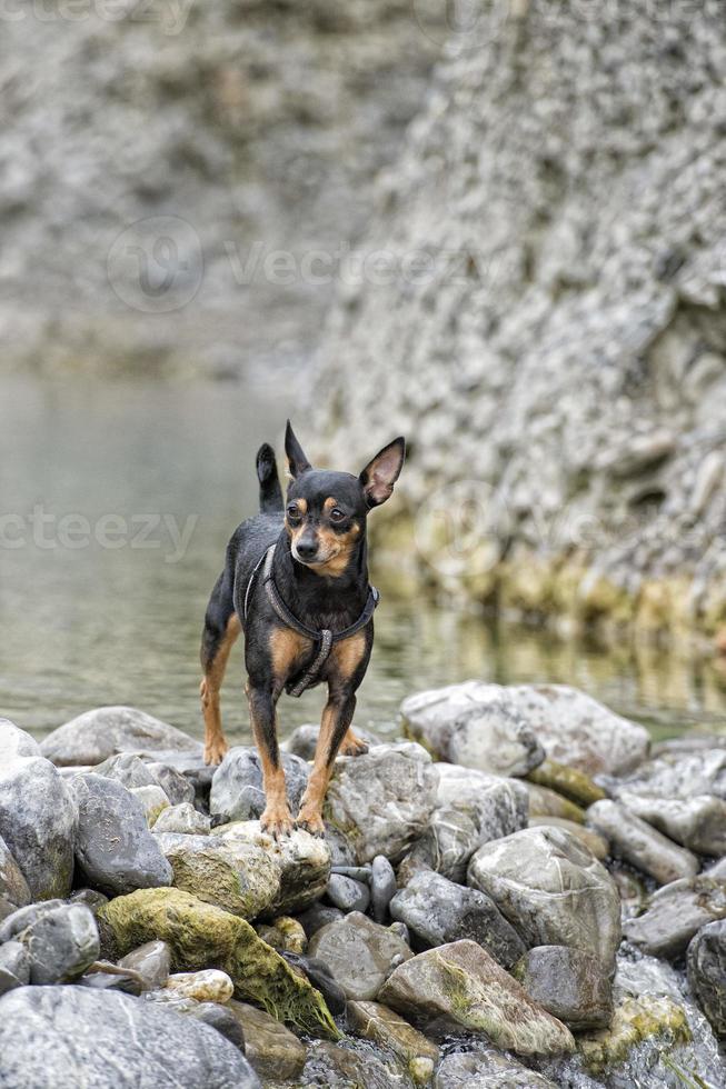 chien pincher jouant photo