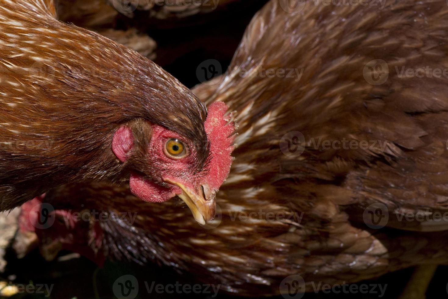 une marron poulet portrait photo