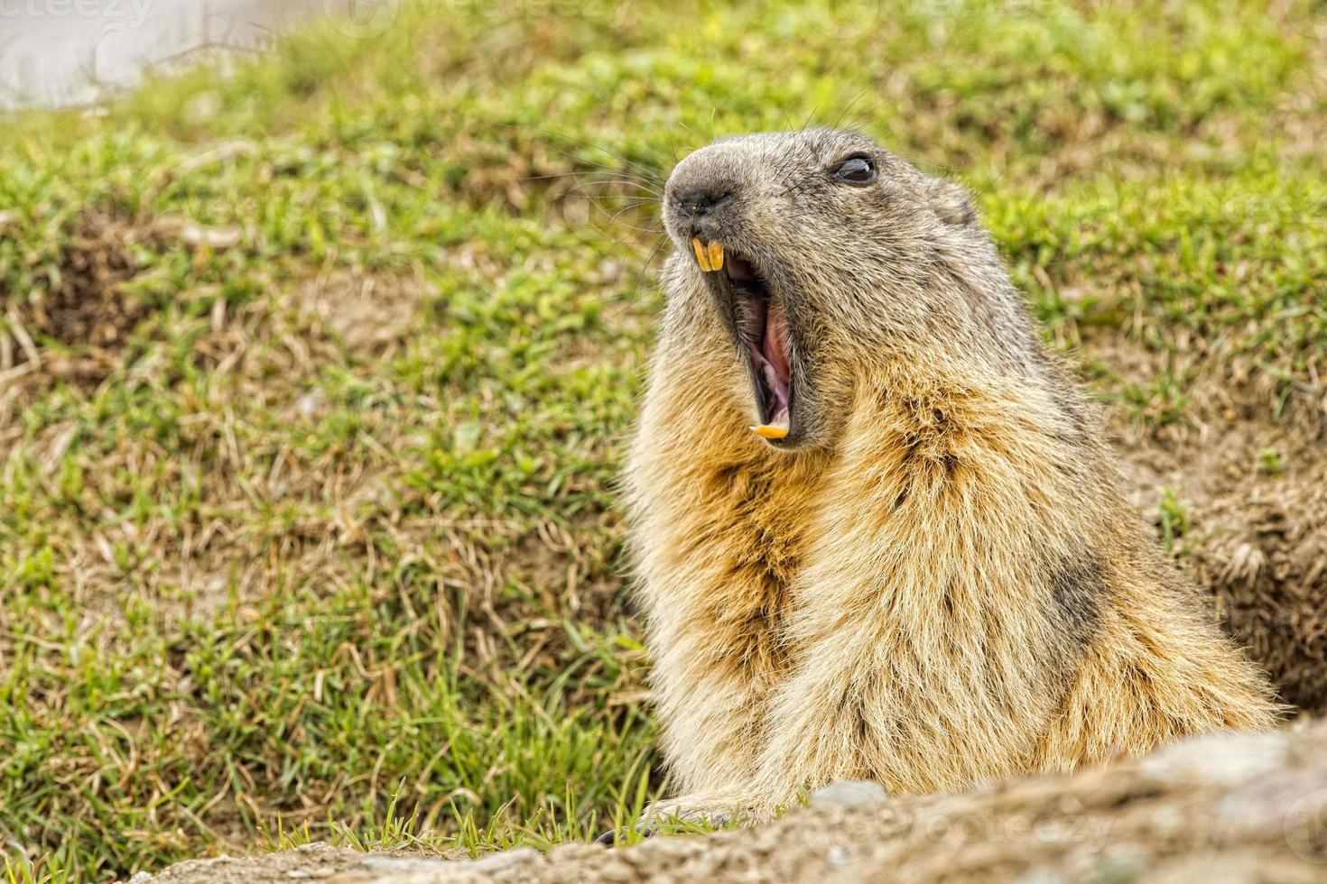 isolé marmotte portrait tandis que bâillement photo