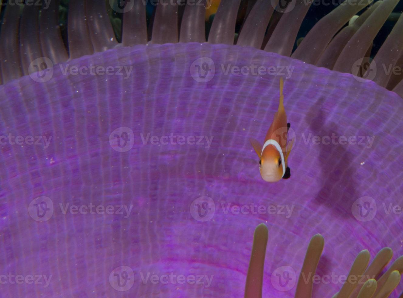 poisson clown à l'intérieur de l'anémone violet rose photo