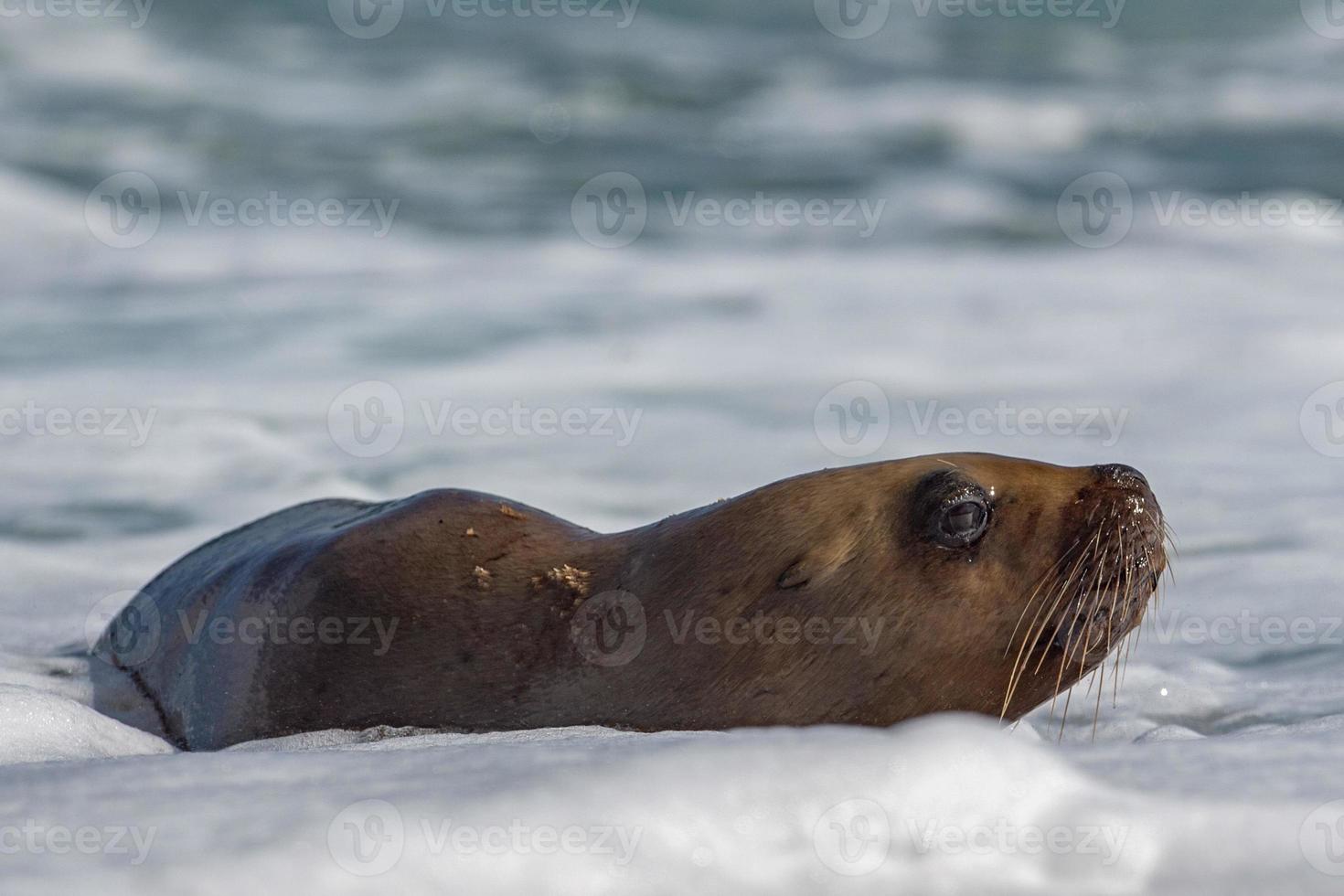 lion de mer sur la mousse et la vague de la mer photo