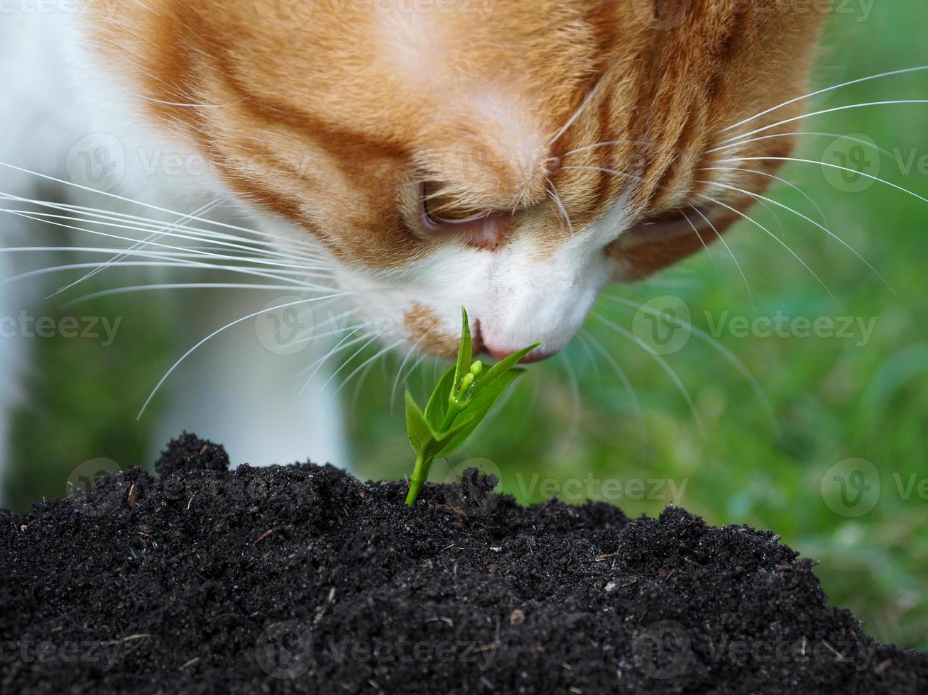 chat reniflement Jeune semis sur la nature photo