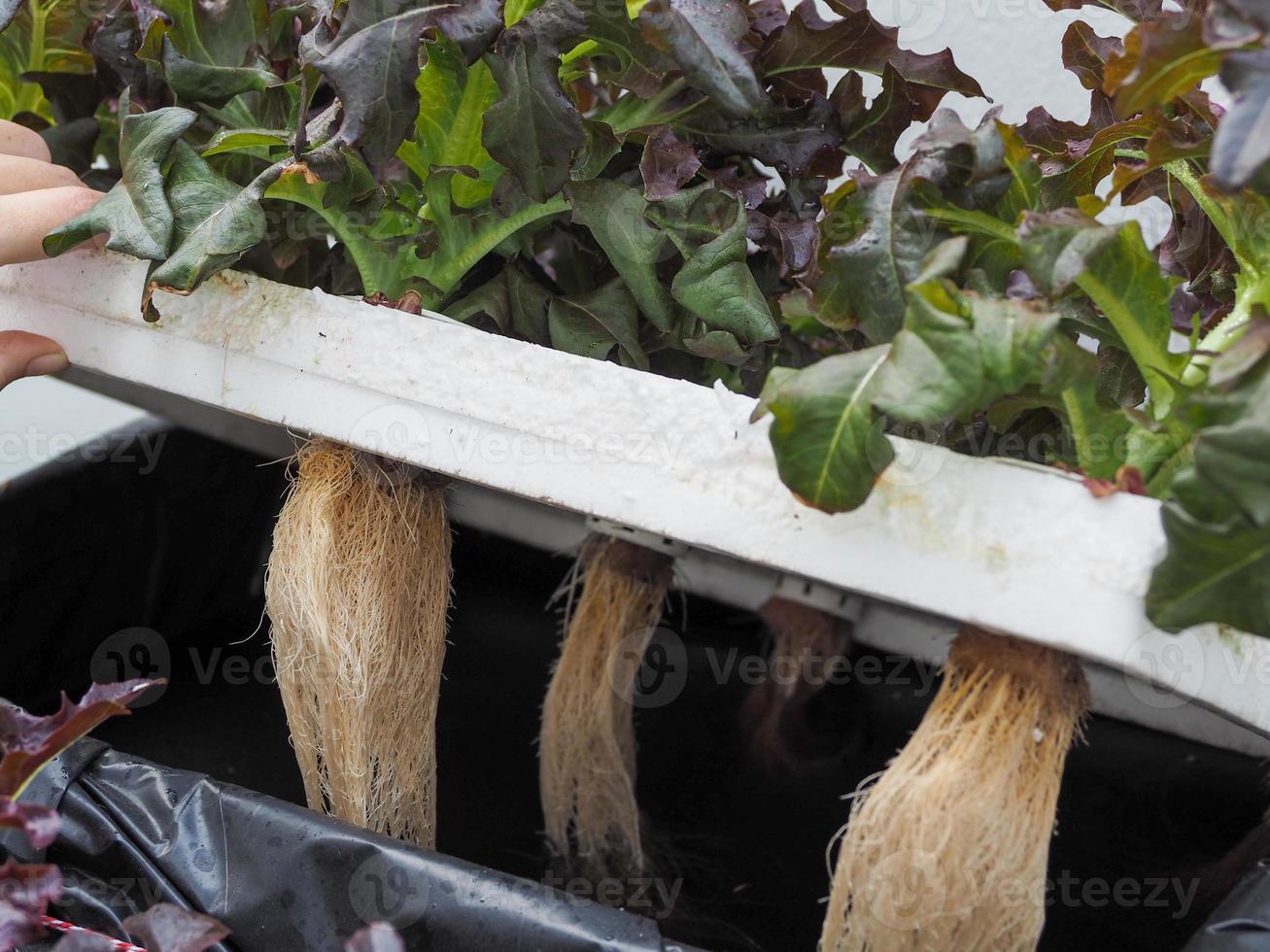 le les racines de hydroponique des légumes sont complètement sûr. photo