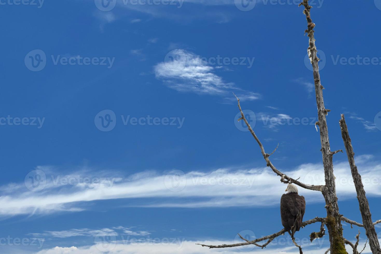 chauve Aigle isolé sur Profond bleu ciel Contexte photo