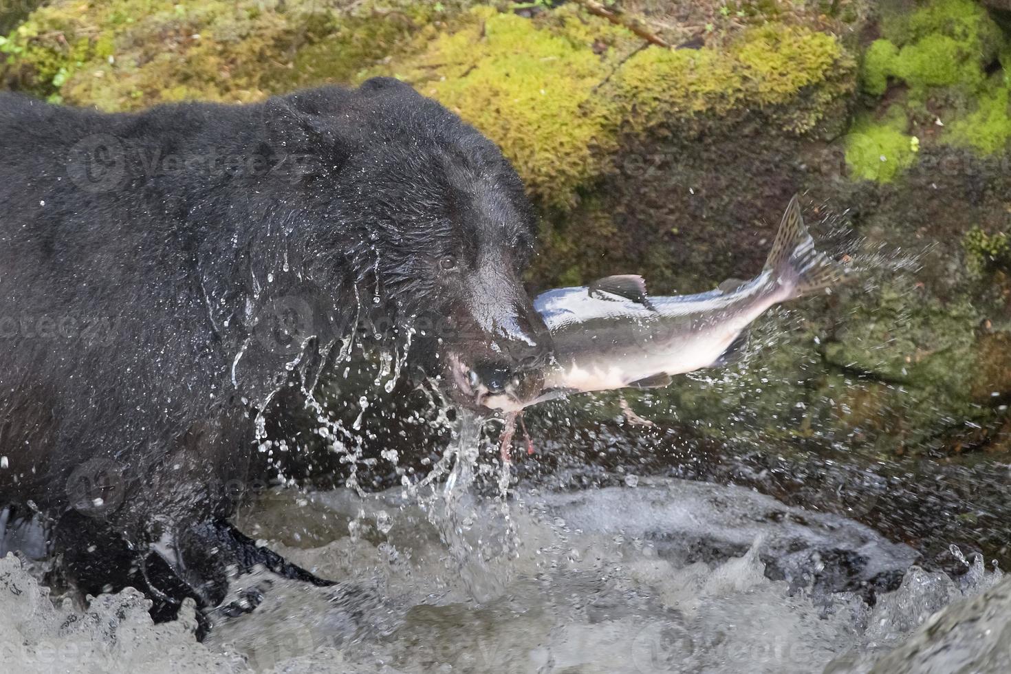 un ours noir mangeant un saumon dans une rivière avec des éclaboussures et du sang de la restauration rapide en alaska photo