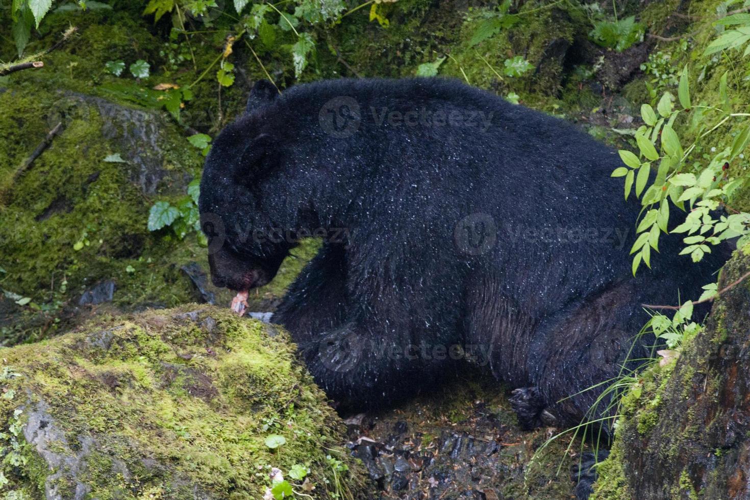 ours noir isolé tout en mangeant un saumon en alaska photo