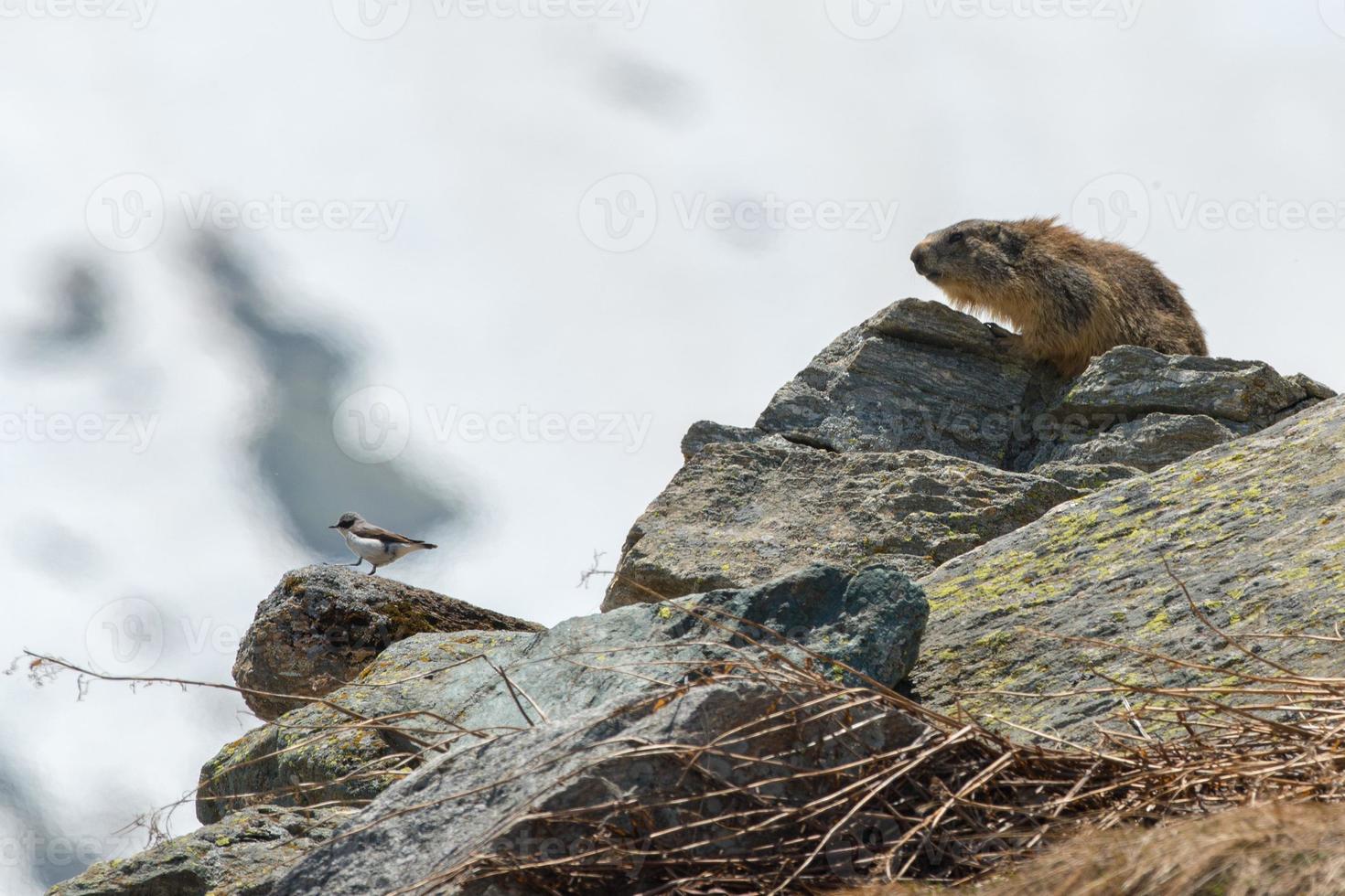 portrait du jour de la marmotte marmotte photo