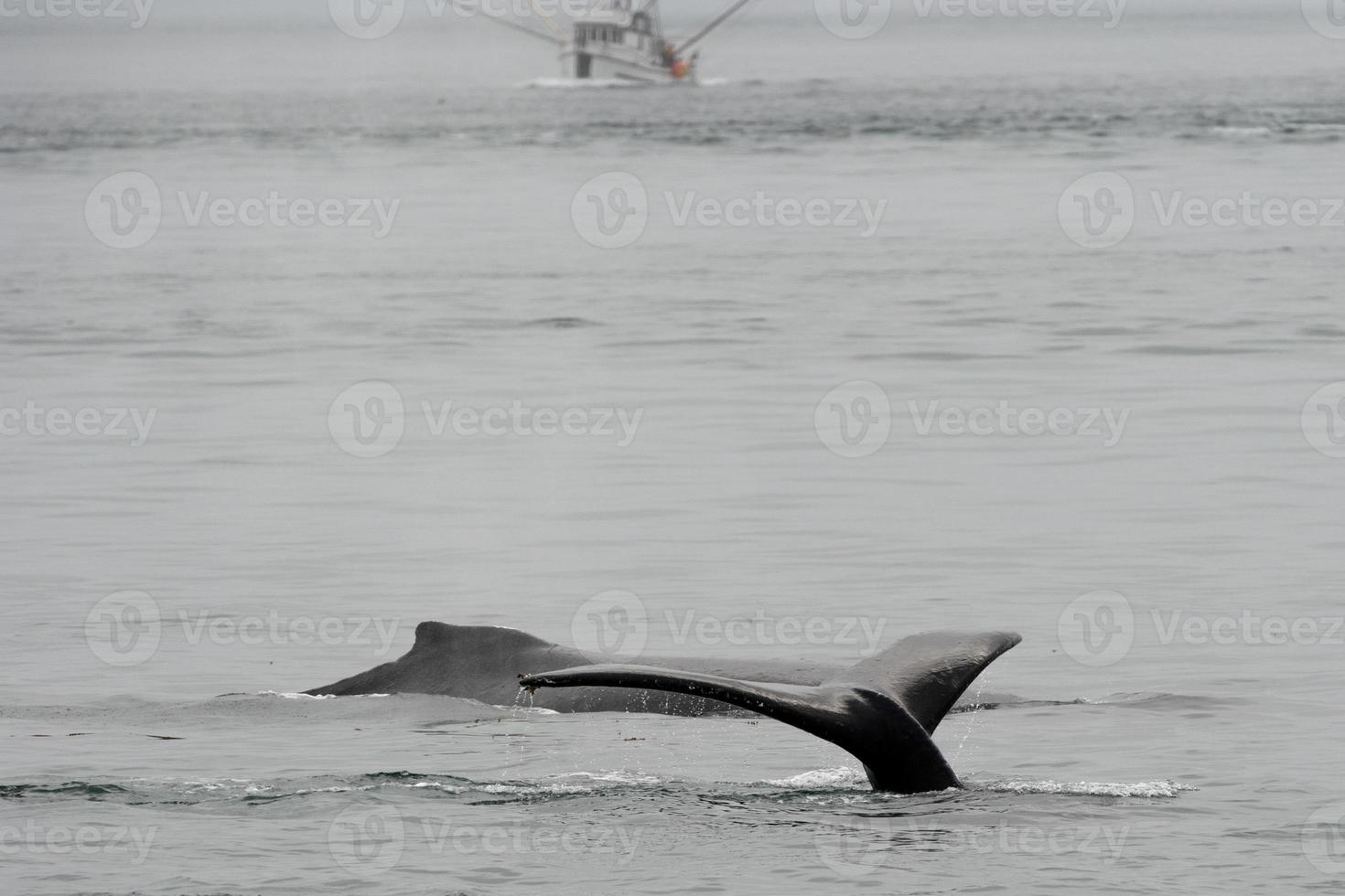 baleine à bosse en alaska photo