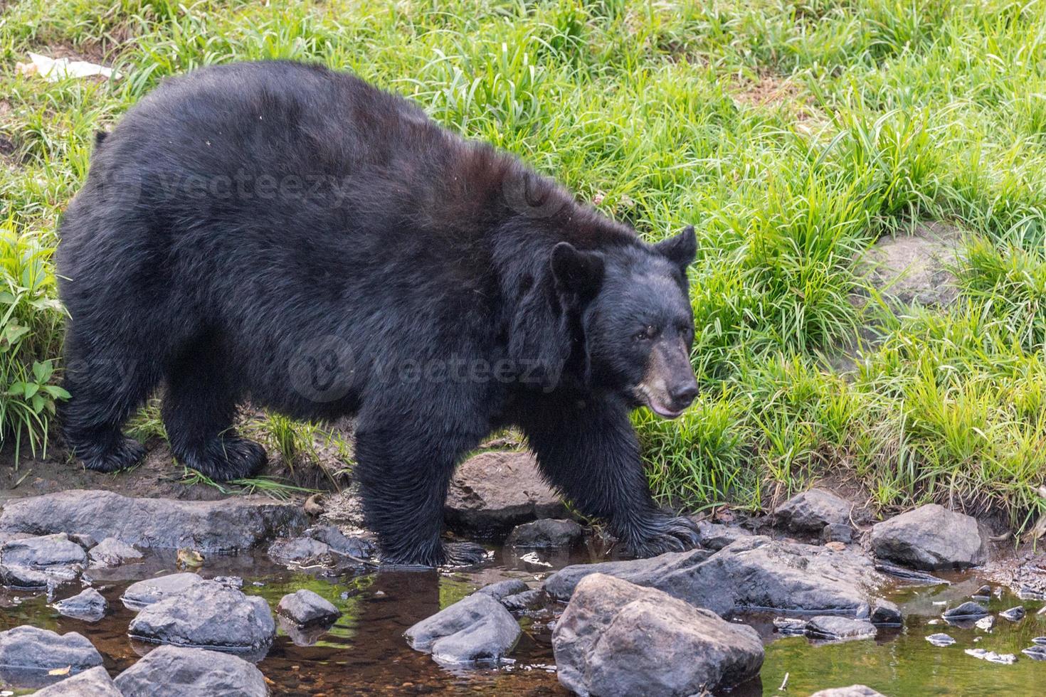 ours arrière géant en venant à vous photo