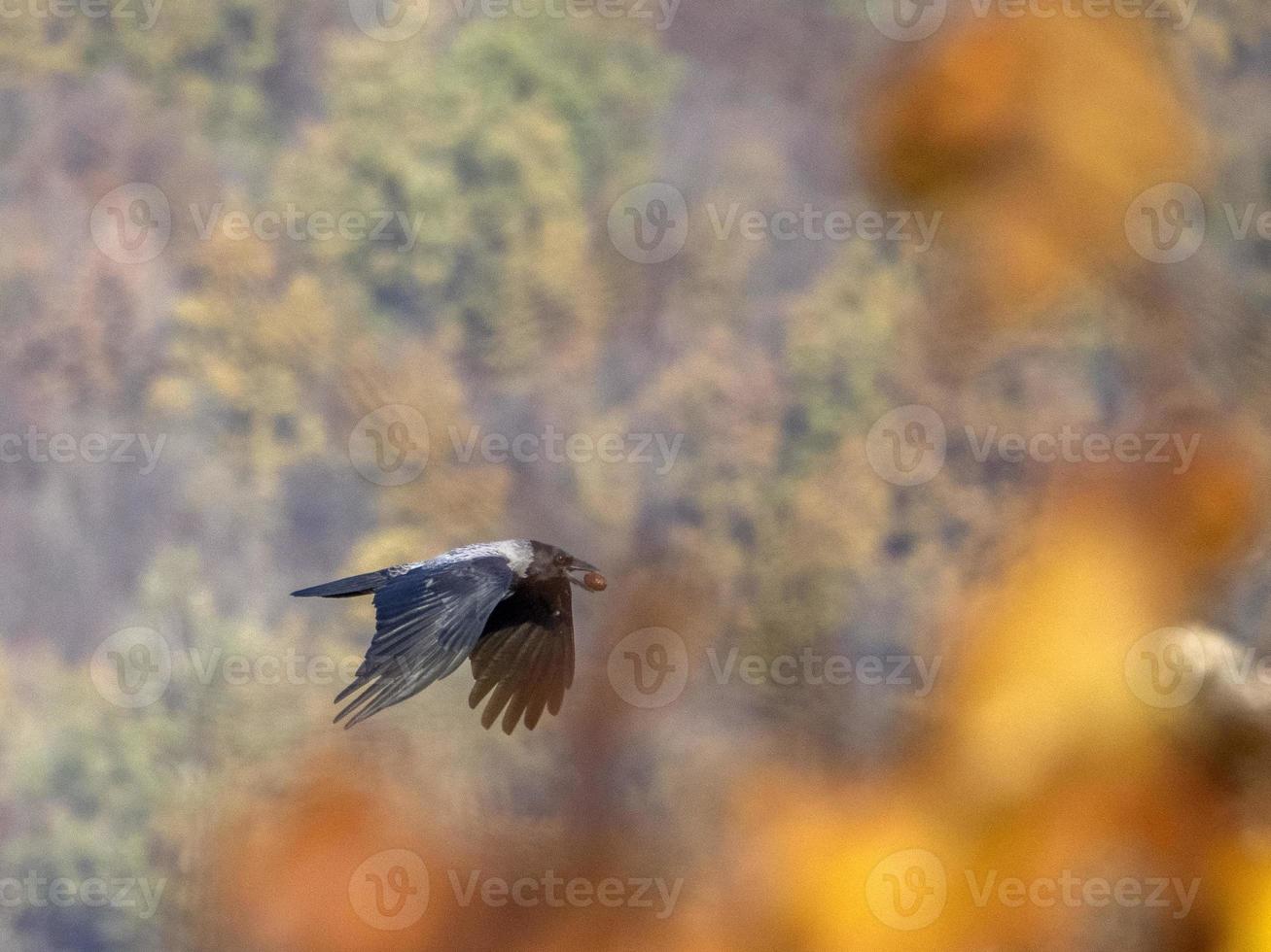 corbeau en volant avec écrou photo