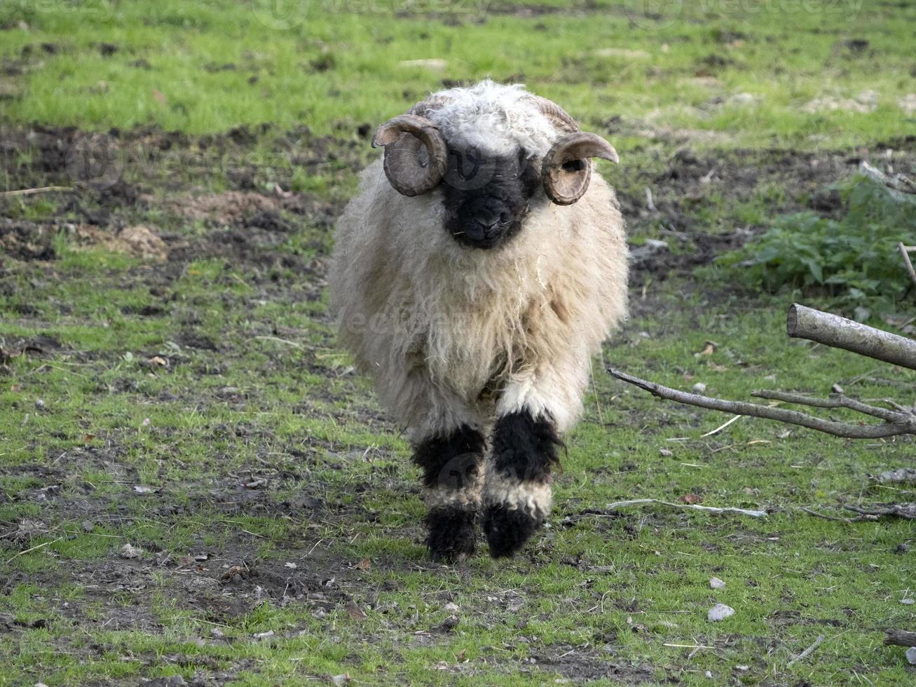 mouflon à venir à vous photo